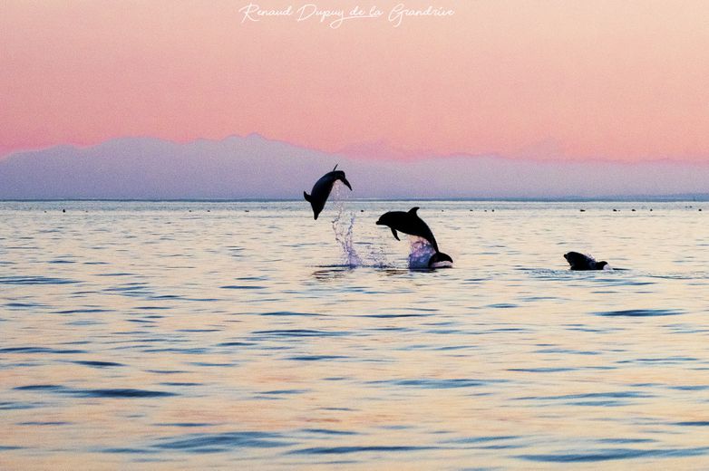 Réseau Cétacés Agde Les Splendides Images Des Dauphins