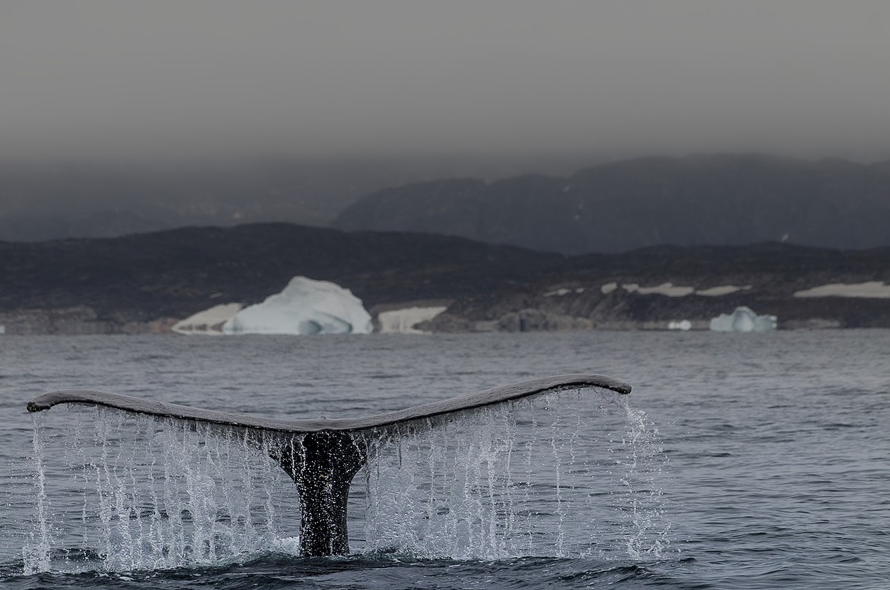 Sauver les baleines, c’est sauver la planète