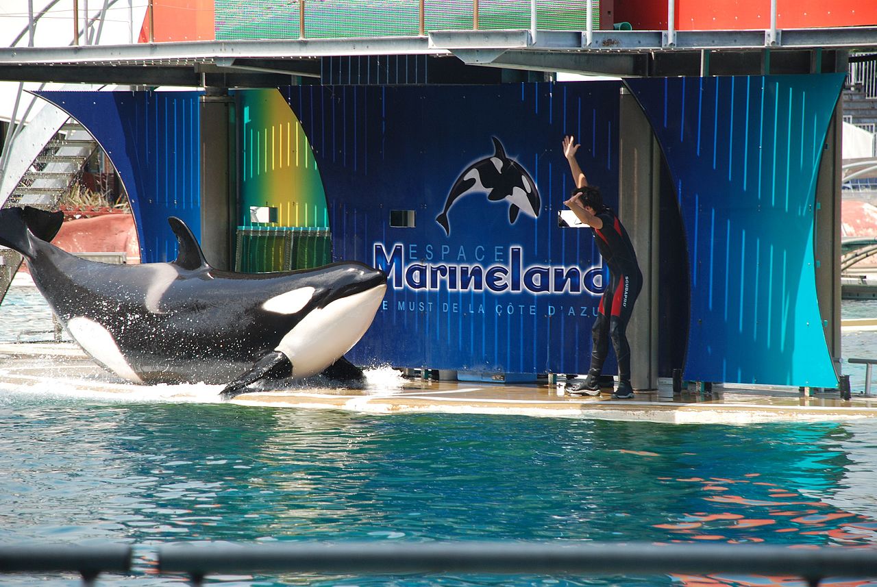 « Ce sont des révolutionnaires de canapé » : le patron de Marineland porte plainte après des menaces anonymes