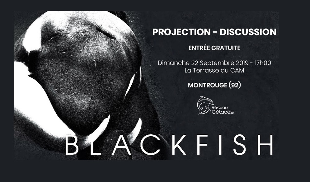 Projection gratuite « Blackfish, l’orque tueuse » ~ Dimanche 22 septembre, Montrouge (92)