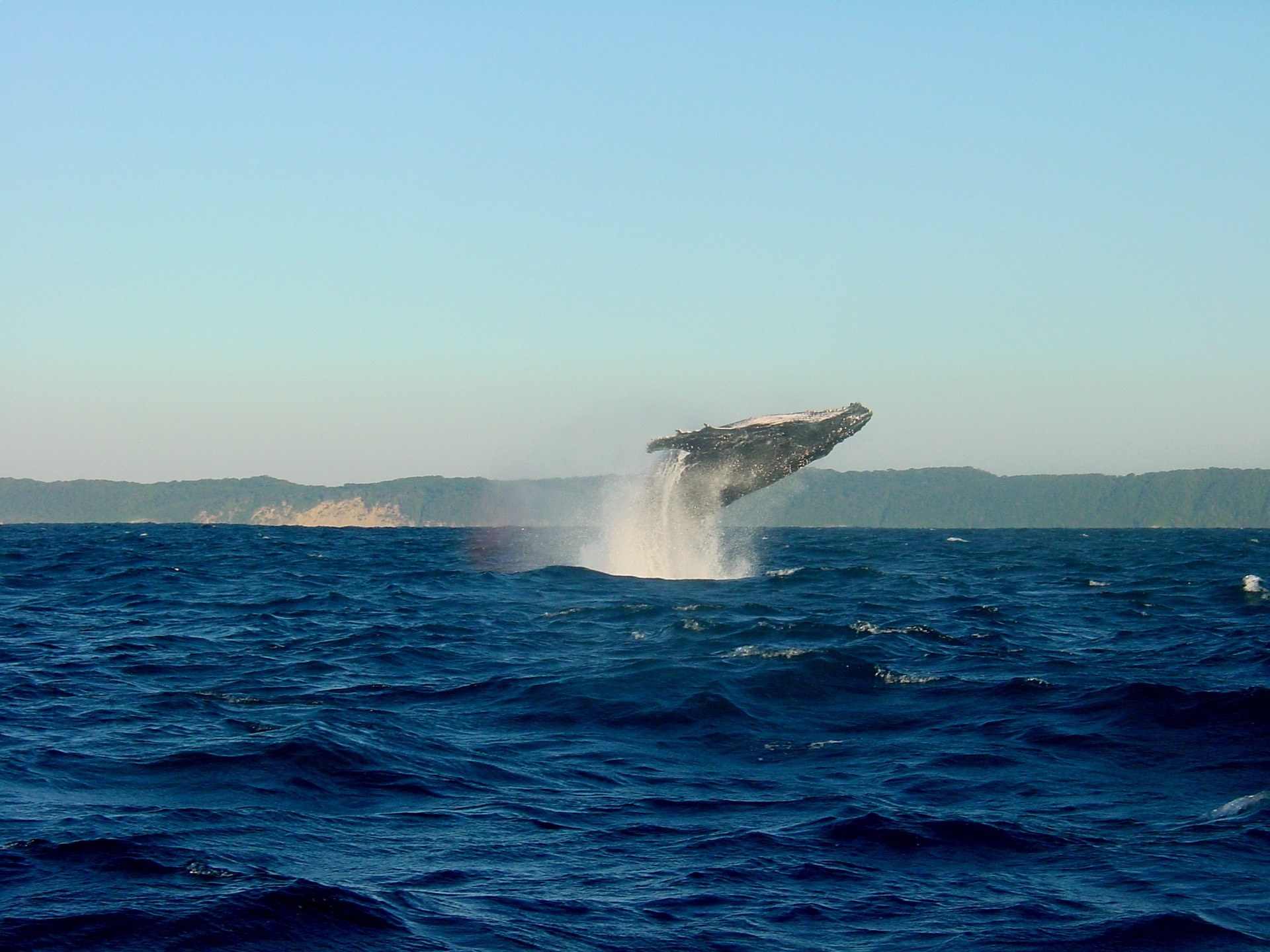 Près de Dieppe, une baleine fait le show sous les yeux des surfeurs