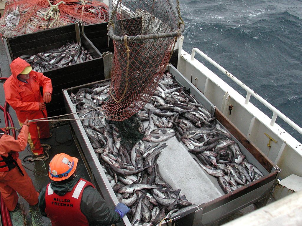 Exclusif : comment la pêche électrique ravage les fonds marins