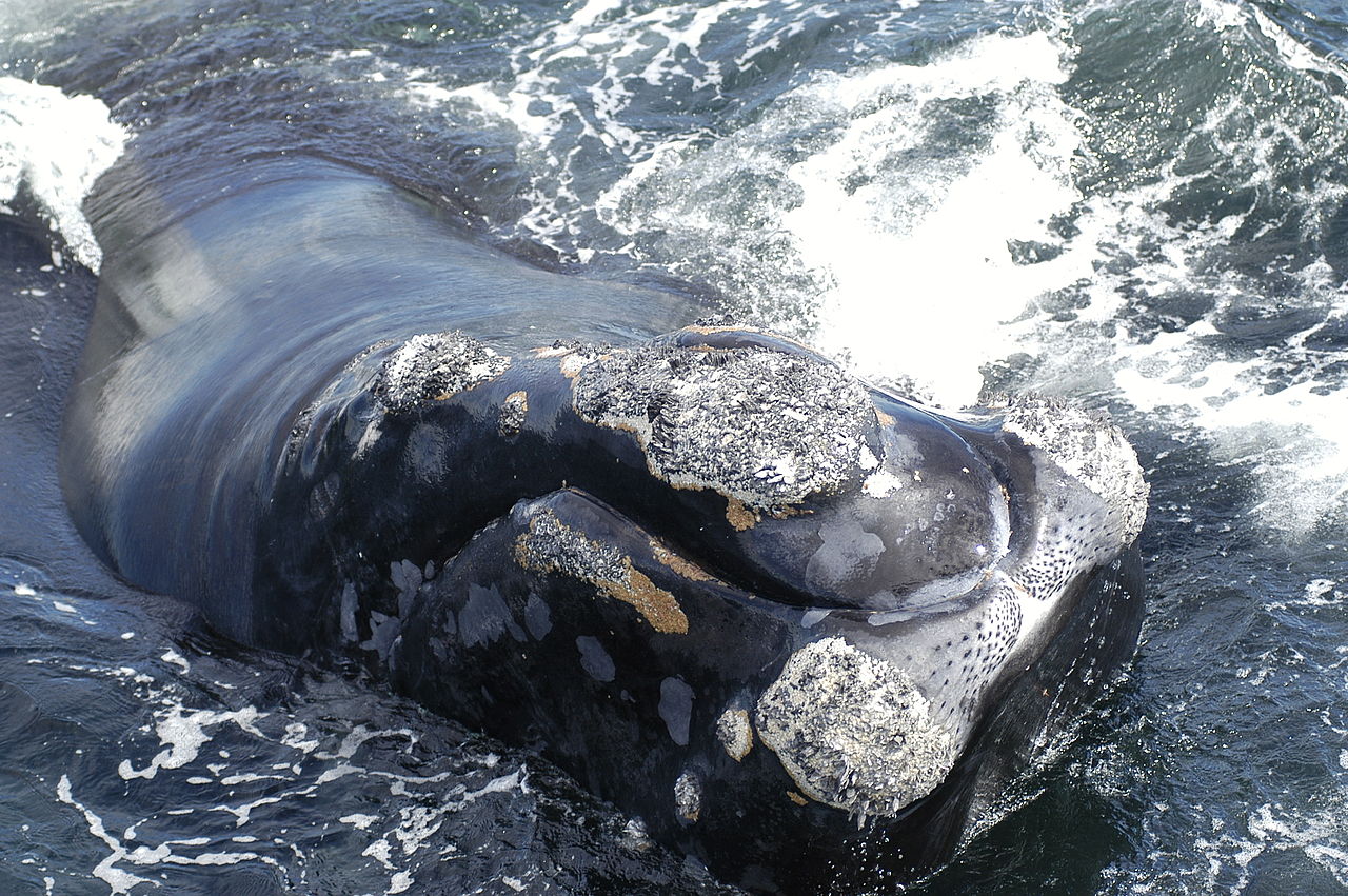 Des chercheurs font le point sur la baleine noire de l’Atlantique Nord