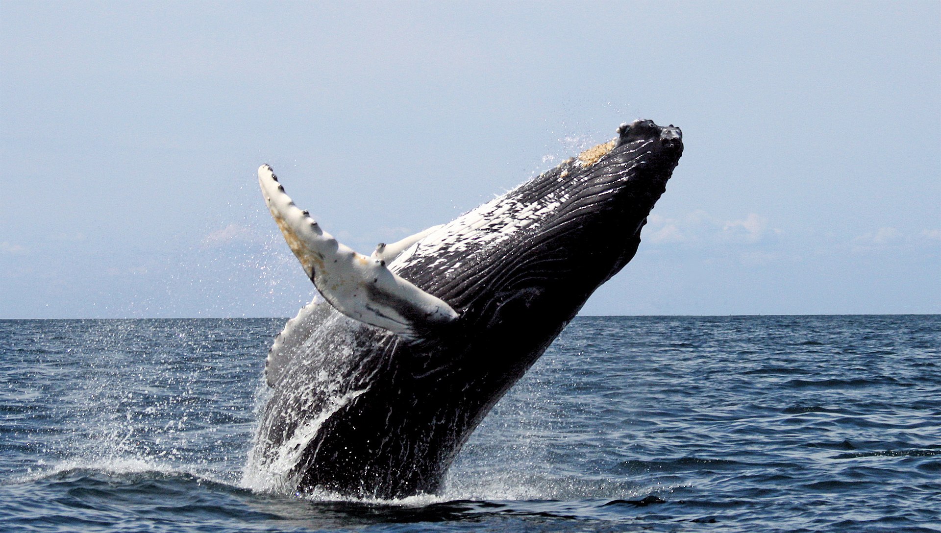 Tremblement de terre en Californie : les baleines sont devenues «dingues»