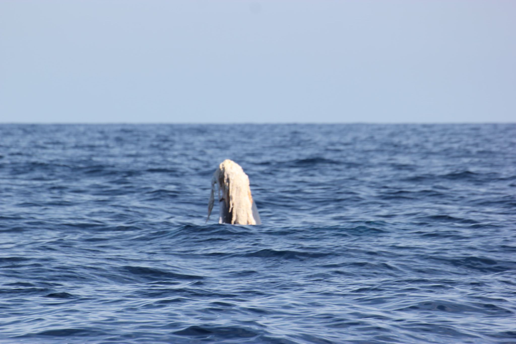 Une baleine amputée de sa queue en Méditerranée