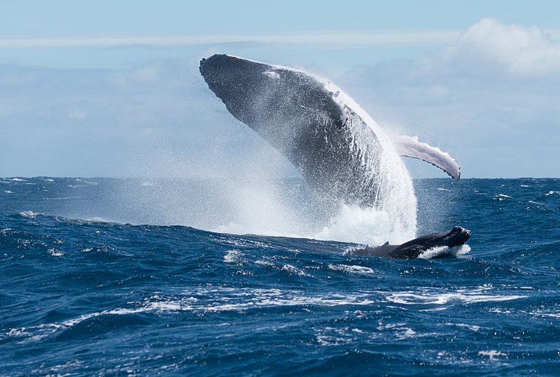 Des baleines adaptent leur communication pour protéger leurs bébés