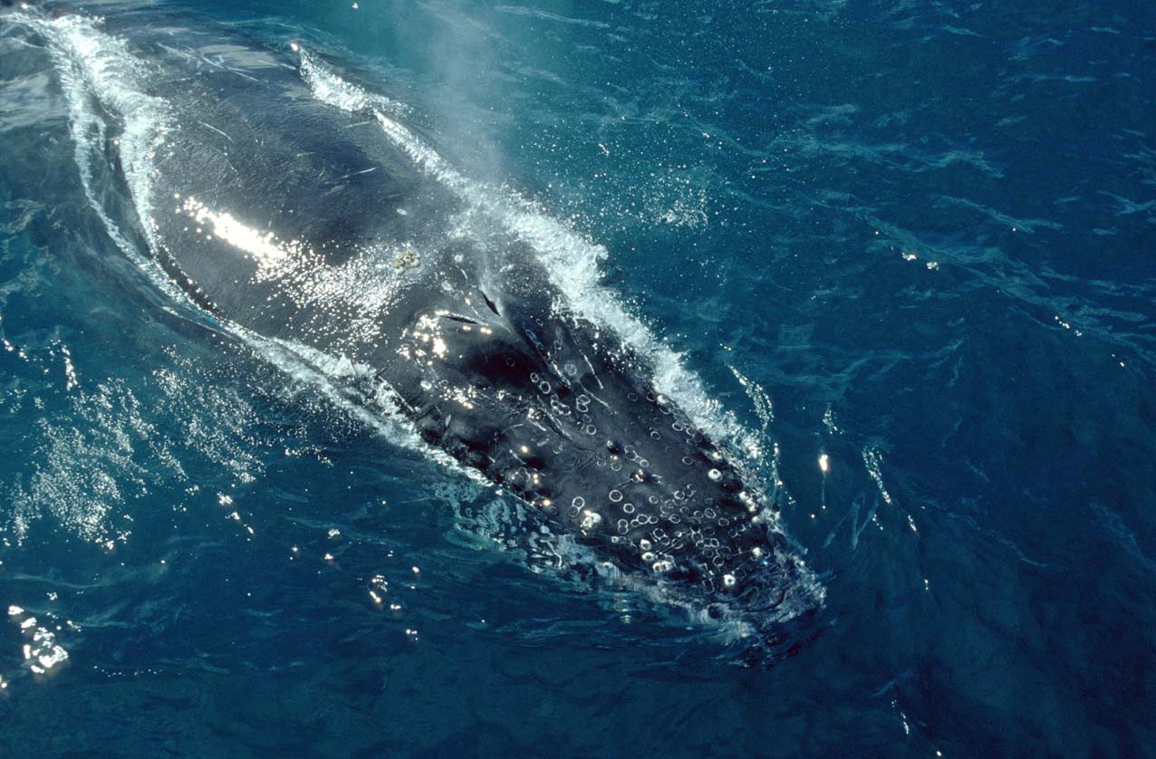 Les baleines à bosse du sud-ouest de l’Atlantique sont de retour