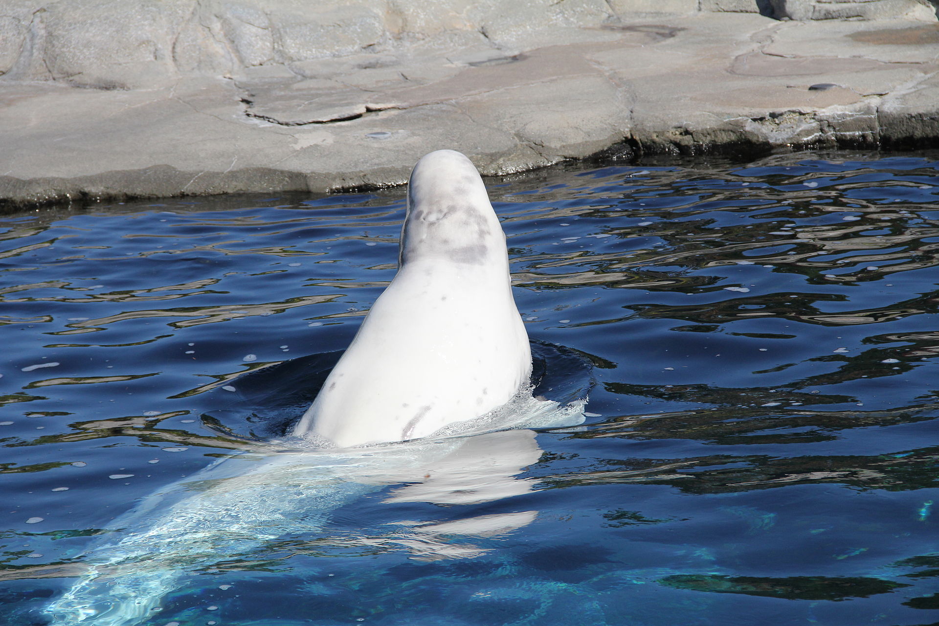 [ Prison des Baleines ] – Russie : 50 bélugas revendus à des entreprises chinoises ?