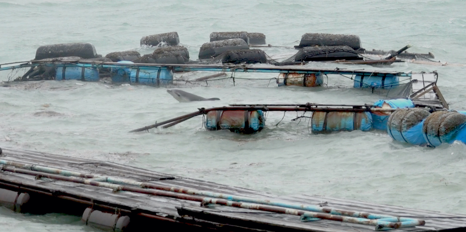 Japon – Des dauphins abandonnés face au typhon Hagibis