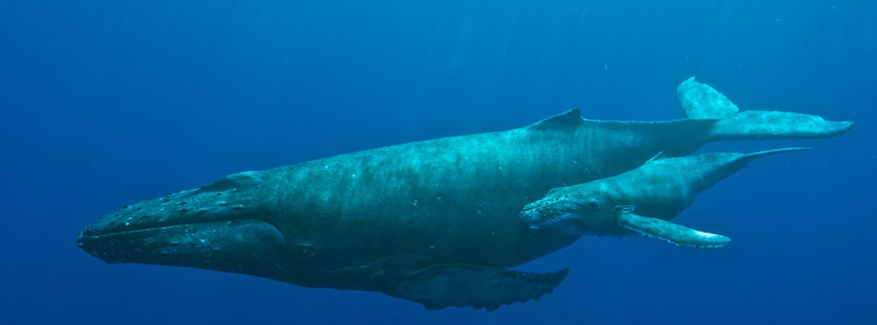 Le gros cerveau des baleines a évolué comme le nôtre