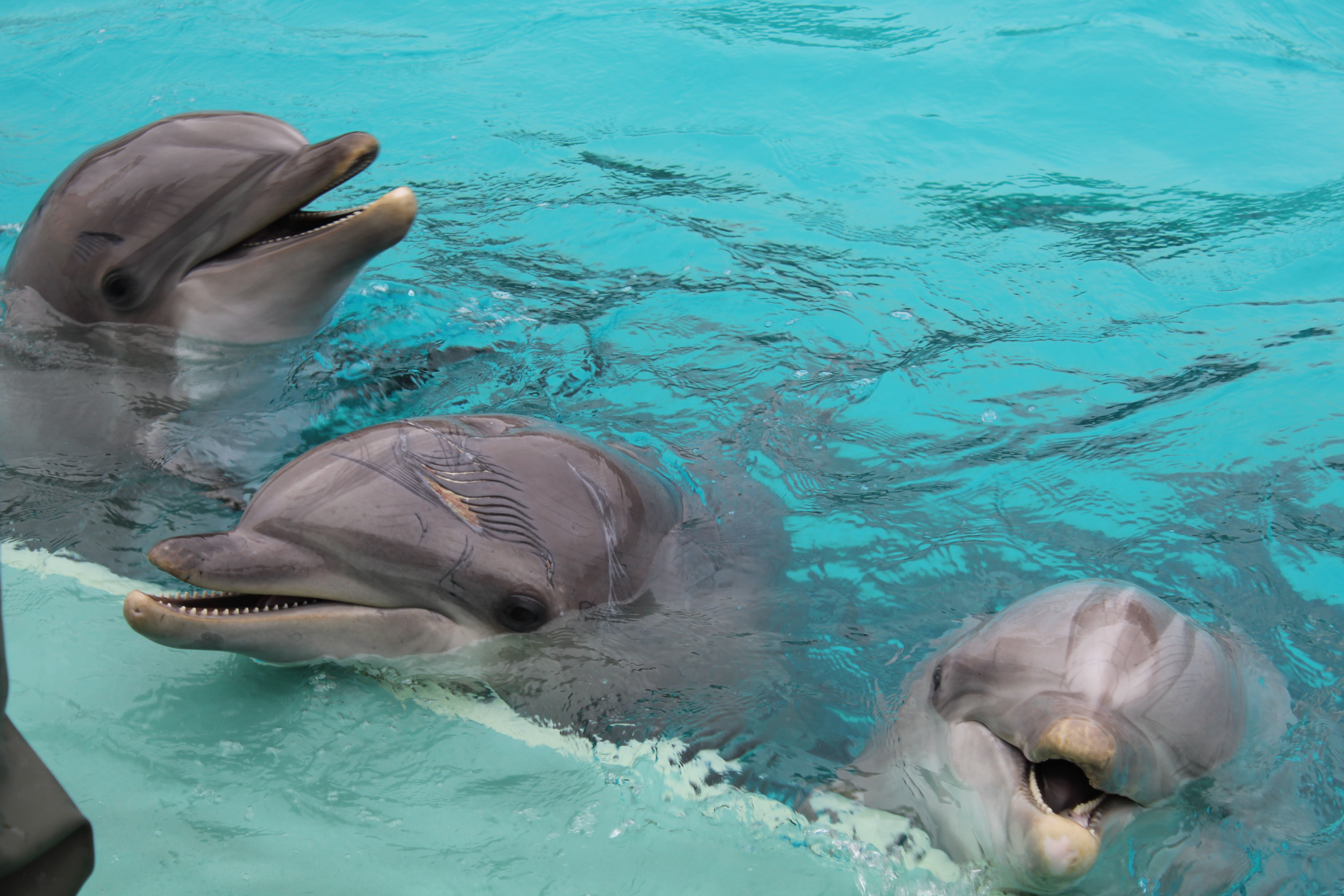 TripAdvisor ne vendra plus de billets pour des spectacles de dauphins et de baleines
