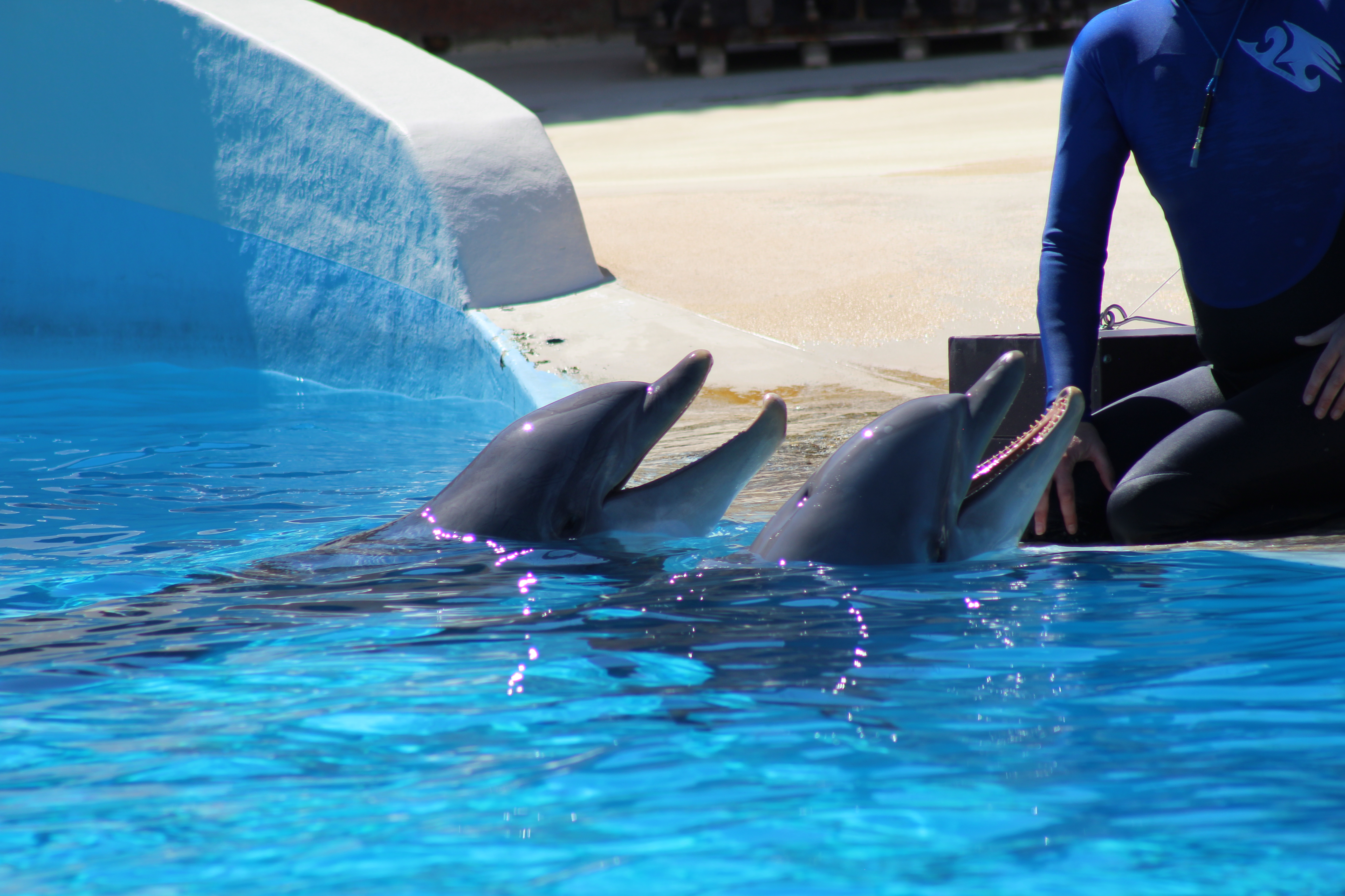 Les transporteurs canadiens contre l’exploitation des dauphins