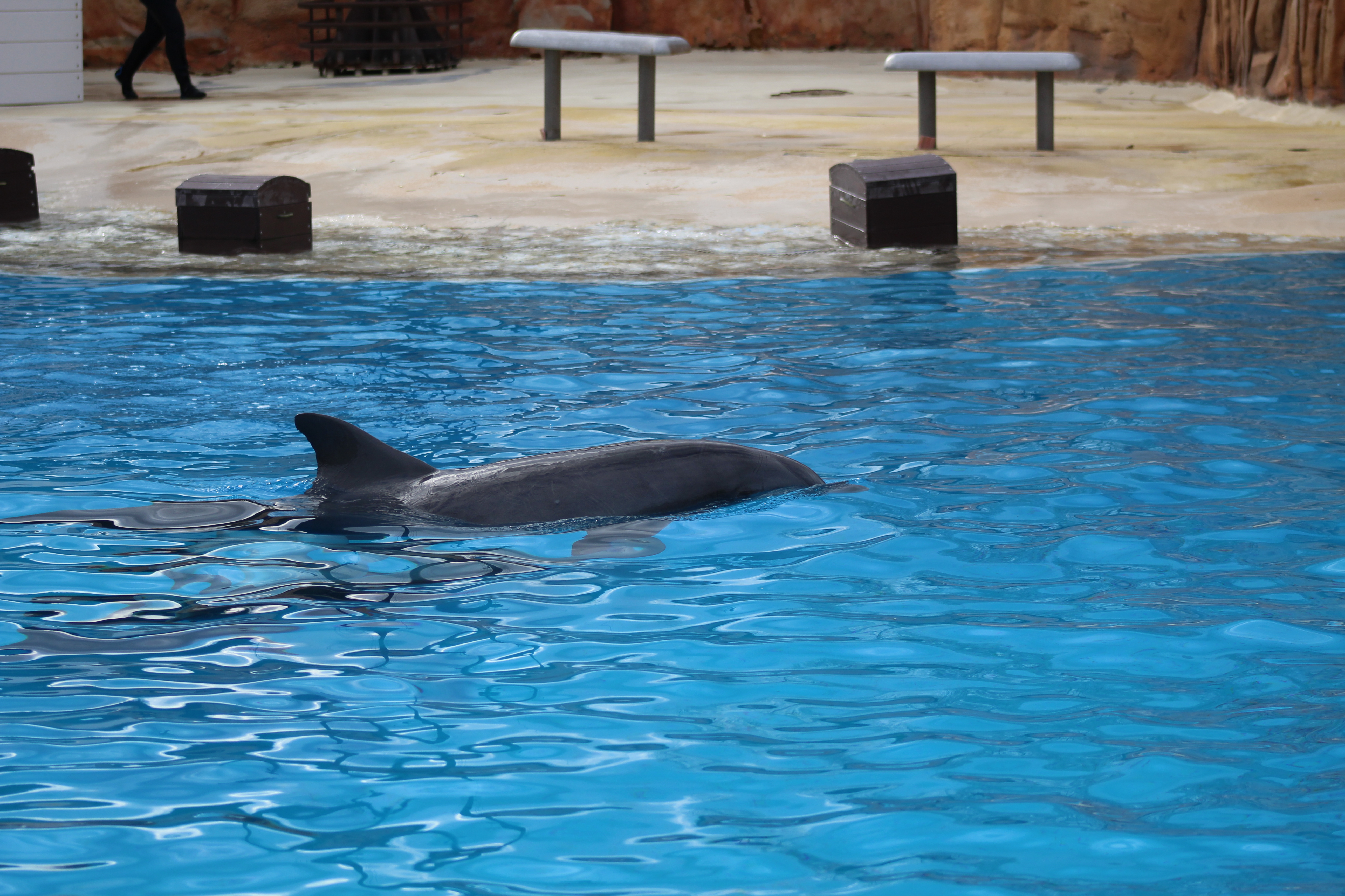 Les parcs aquatiques détenant des animaux font débat en Turquie