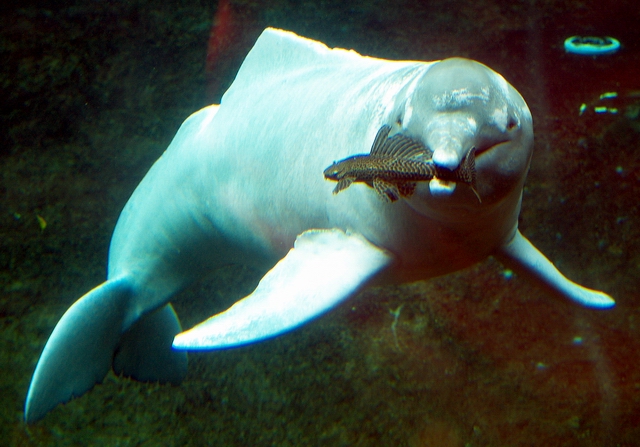 Les dauphins roses d’Amazonie sont contaminés au mercure