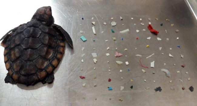 Floride : une tortue de mer a été retrouvée morte après avoir ingéré une centaine de morceaux de plastique