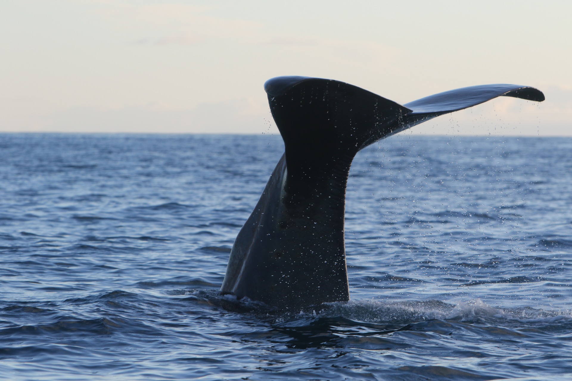 Les baleines aussi ont de la culture ! Mieux la comprendre permet de mieux les préserver