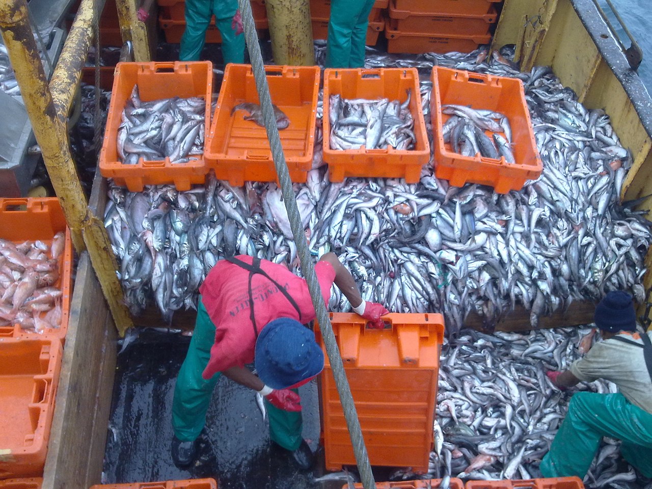 Consultation publique : arrêté portant obligation d’équipement de dispositifs de dissuasion acoustique pour les chaluts pélagiques dans le golfe de Gascogne