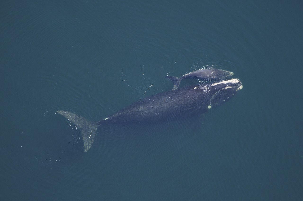 Pourquoi les mamans baleines franches chuchotent avec leurs petits ?
