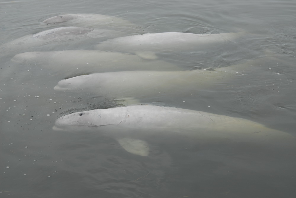 Canada ~ Des microplastiques trouvés dans des bélugas de l’Arctique