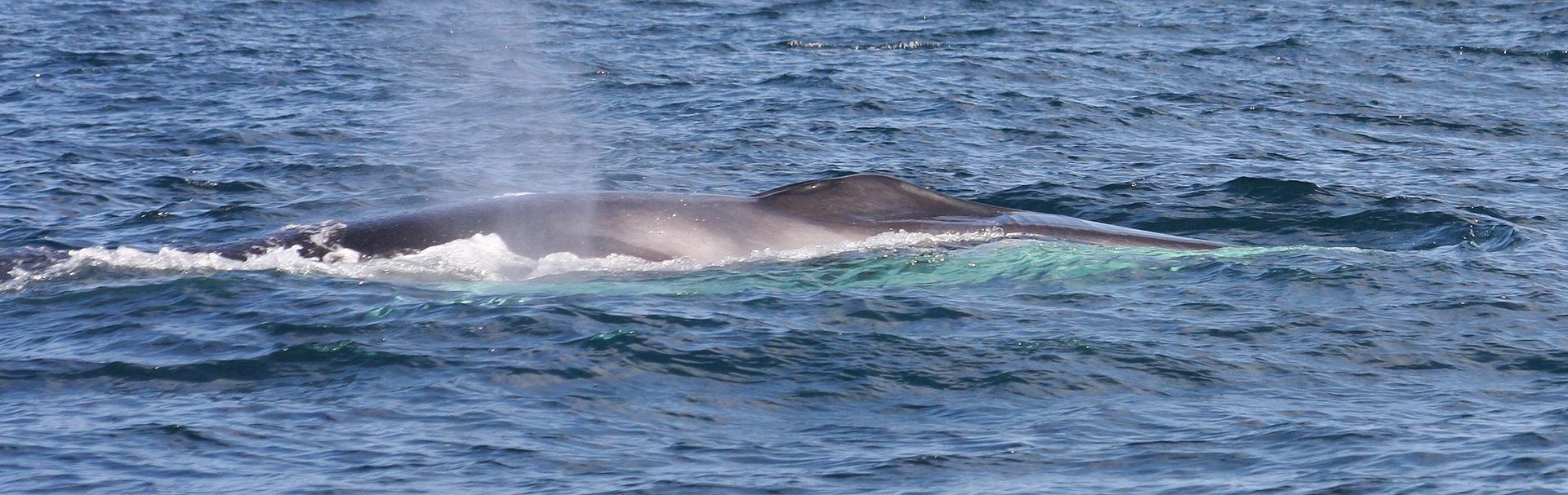 Collisions entre bateaux et cétacés : des progrès mais peut mieux faire