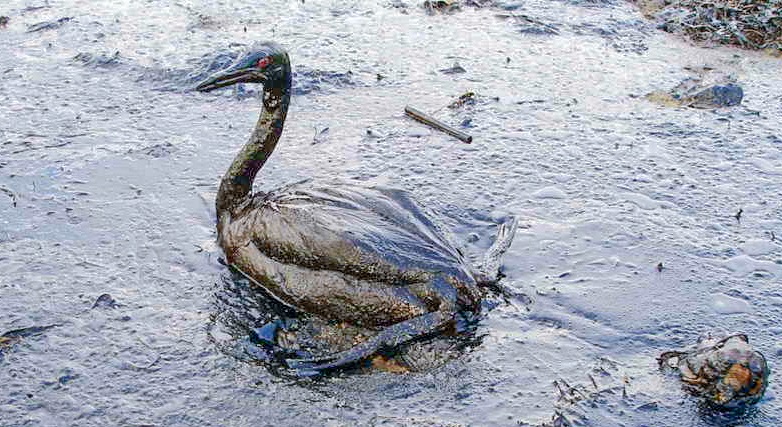 Le Brésil de plus en plus impacté par la marée noire qui se propage vers les états du sud