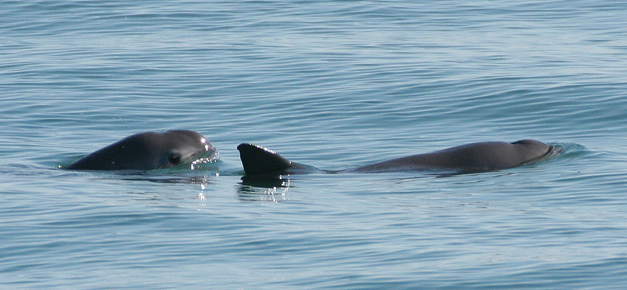 La pêche collatérale, première cause de mortalité du marsouin du Pacifique