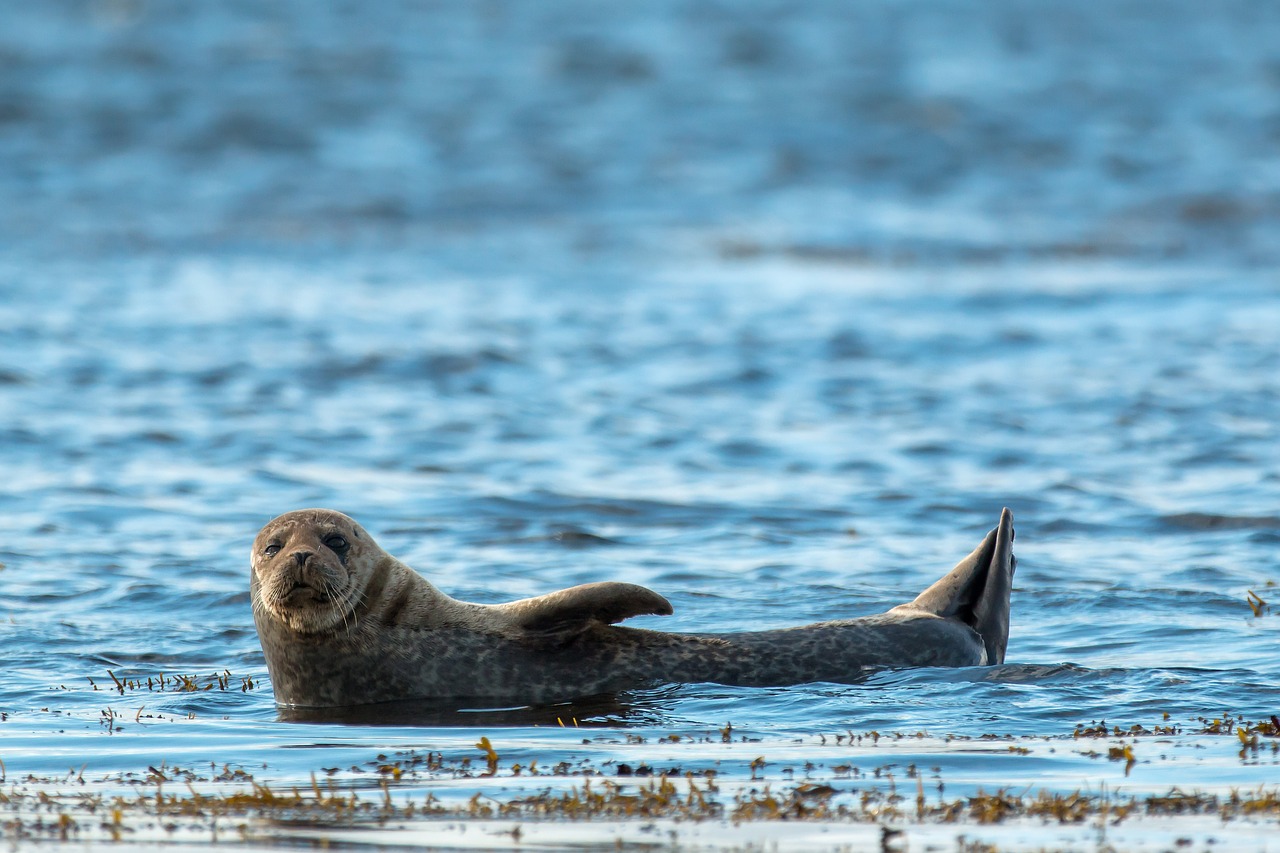 Comment la fonte des glaces expose les mammifères marins à un virus mortel