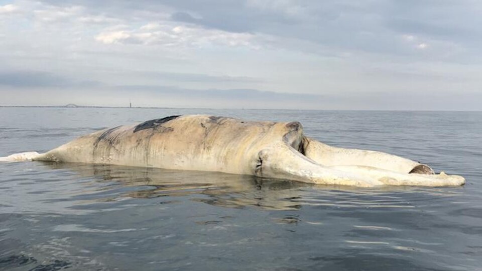 Canada ~ Des cordages de pêche ont causé la mort de la baleine noire Snake Eyes