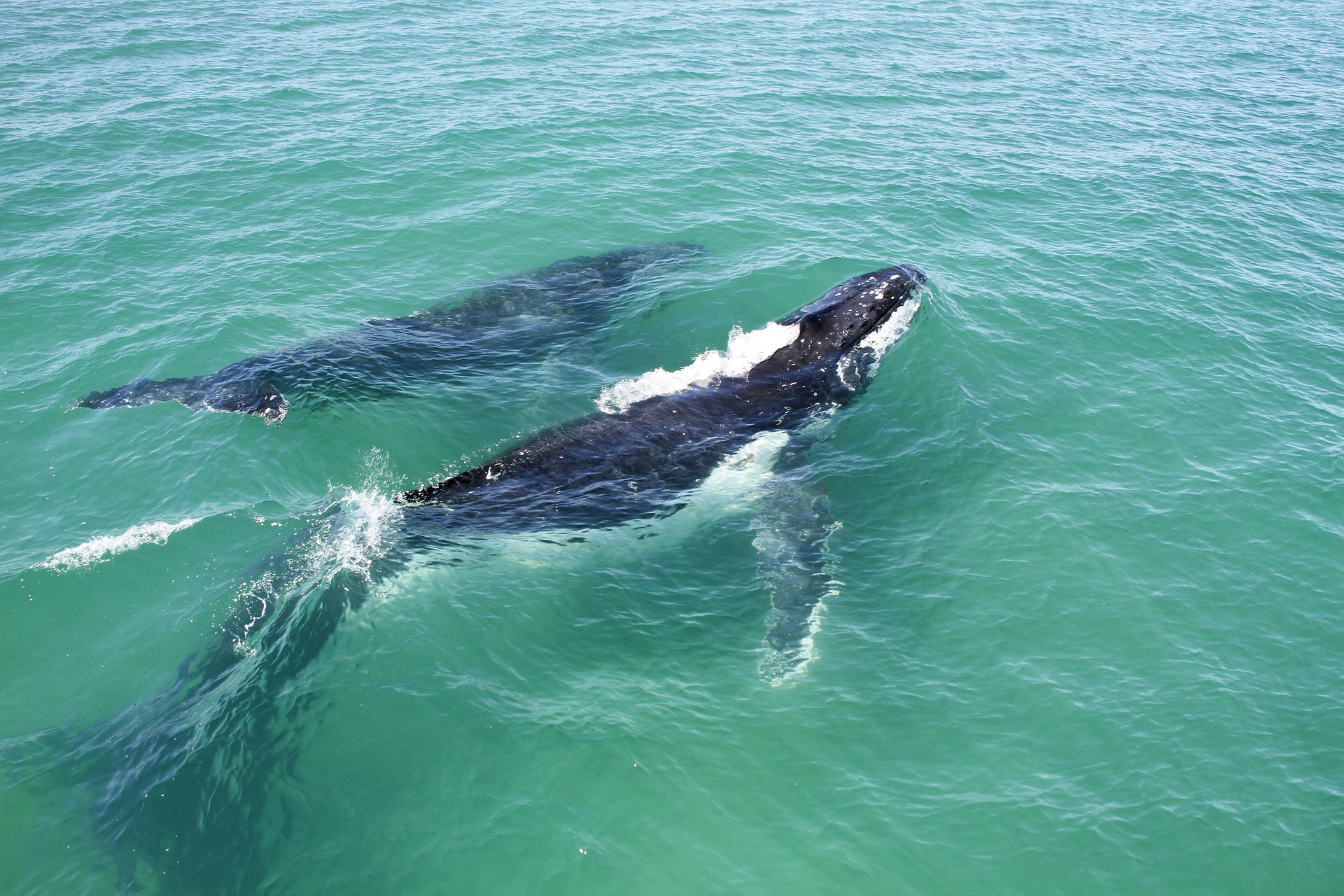 Quasi-éteintes en 1950, ces baleines à bosse sont désormais 25 000 grâce aux efforts de conservation