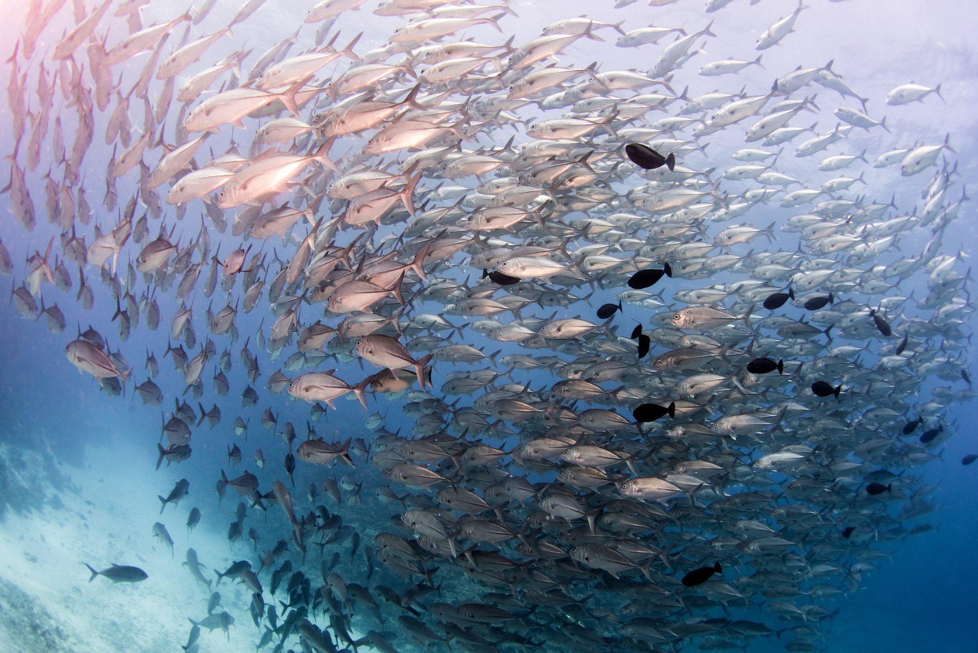 Des filets de pêche conçus pour protéger la faune maritime