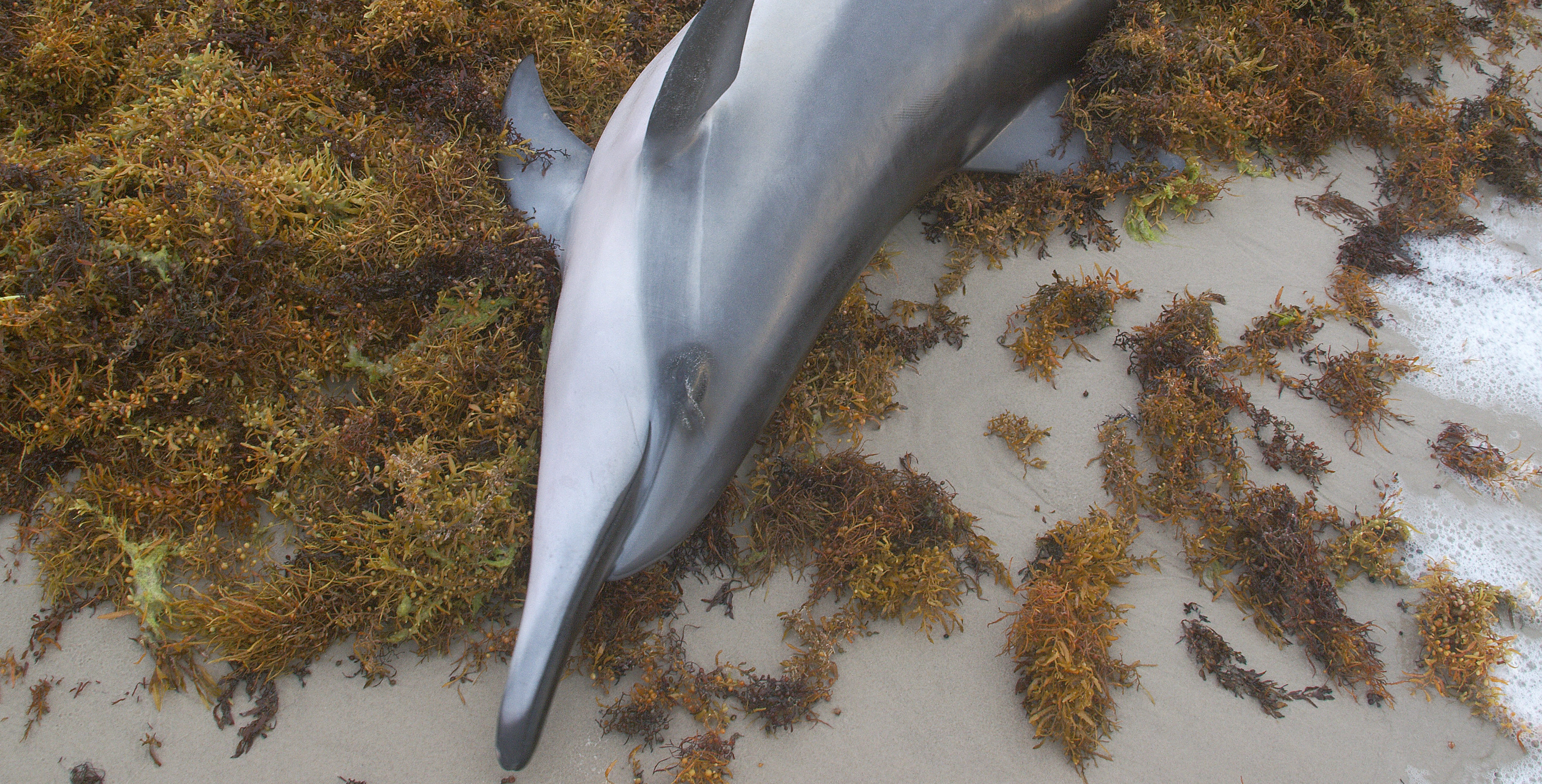 Dauphins échoués sur la côte atlantique : le gouvernement veut des répulsifs acoustiques sur les filets