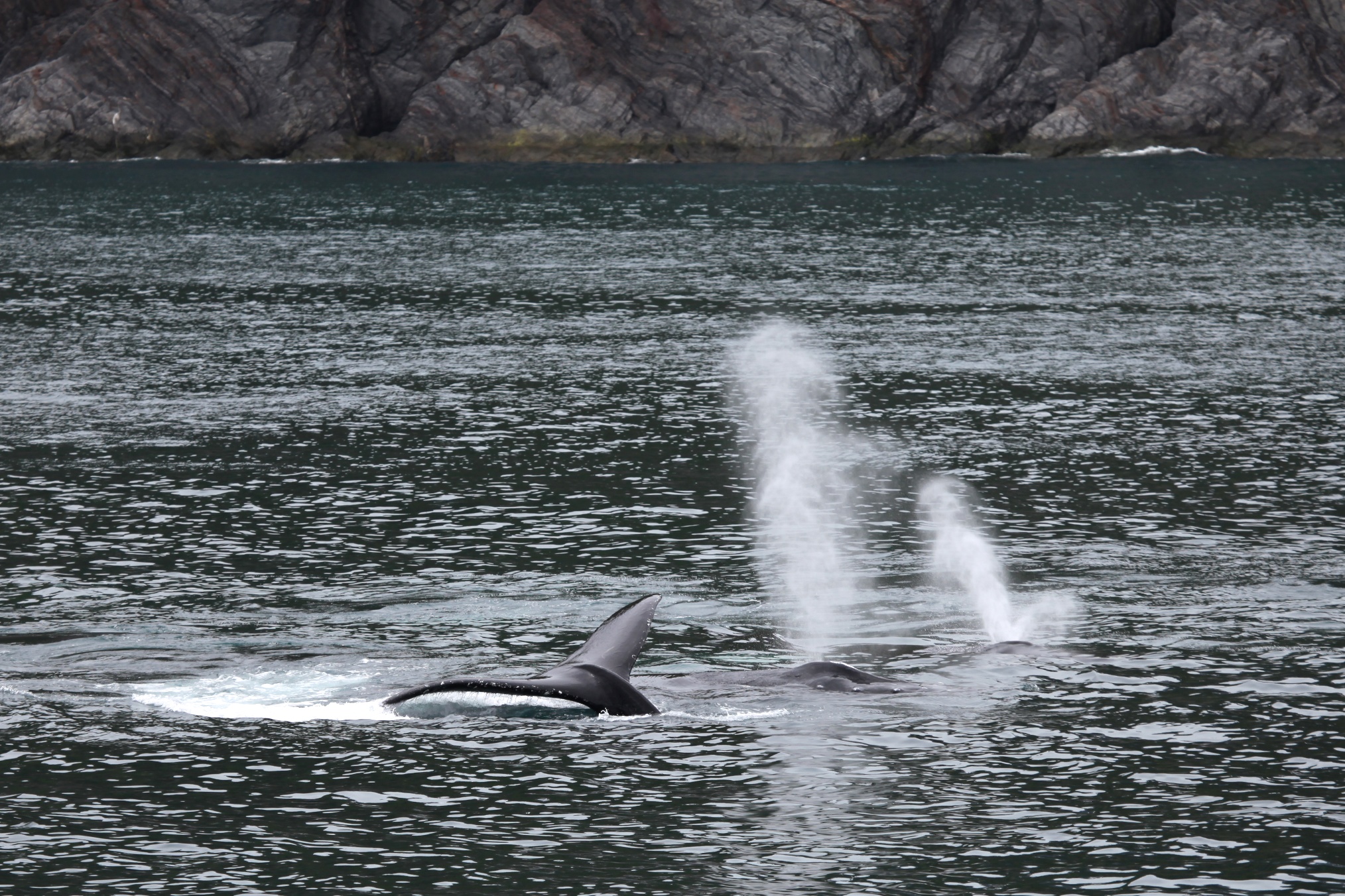 Comment les baleines produisent-elles des bulles ?