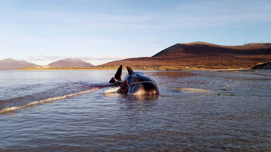 Un cachalot échoué sur une plage écossaise avec 100 kilos de déchets dans l’estomac