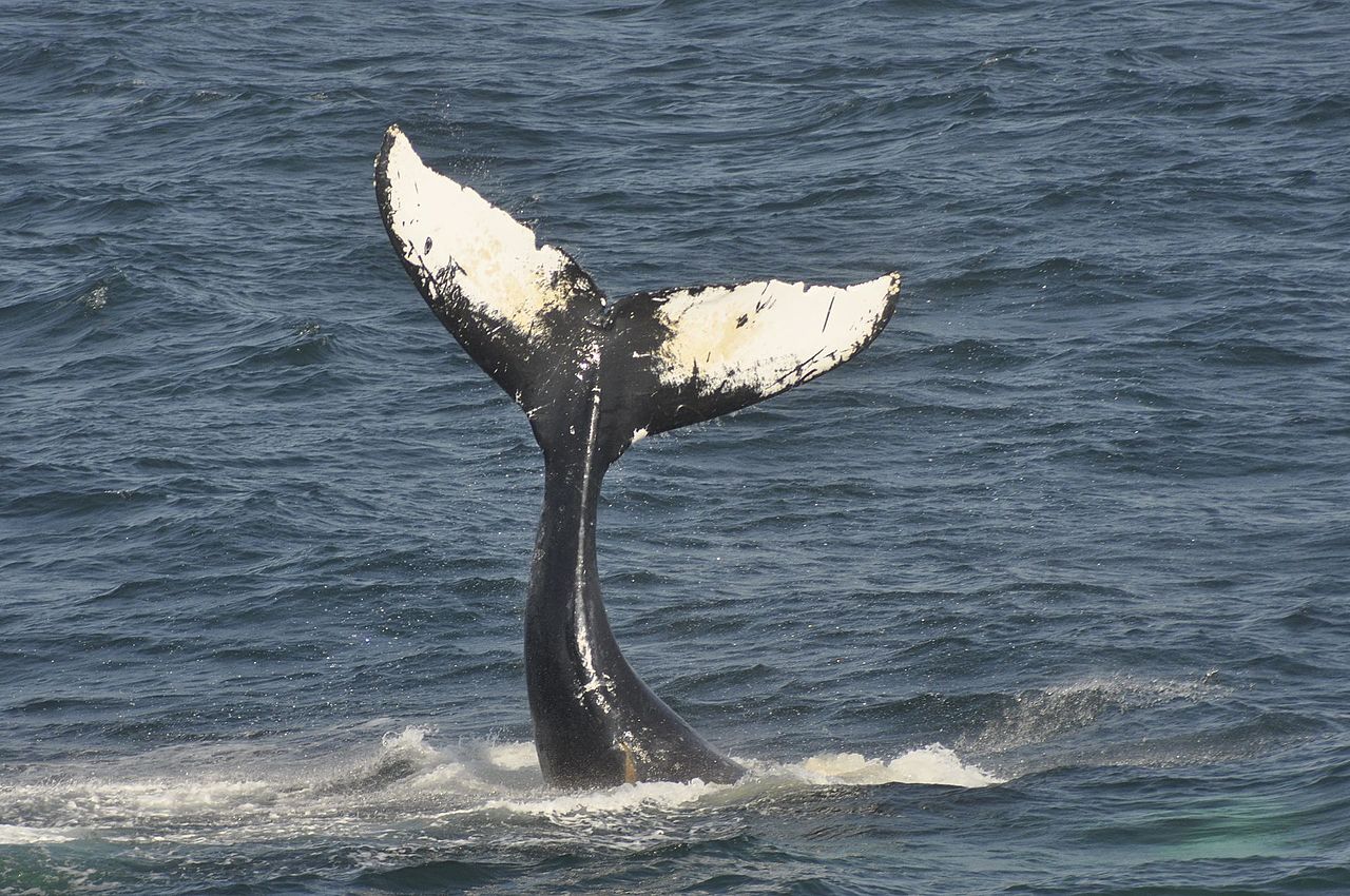 S’approcher trop près d’une baleine lui vaut d’être condamné au Canada