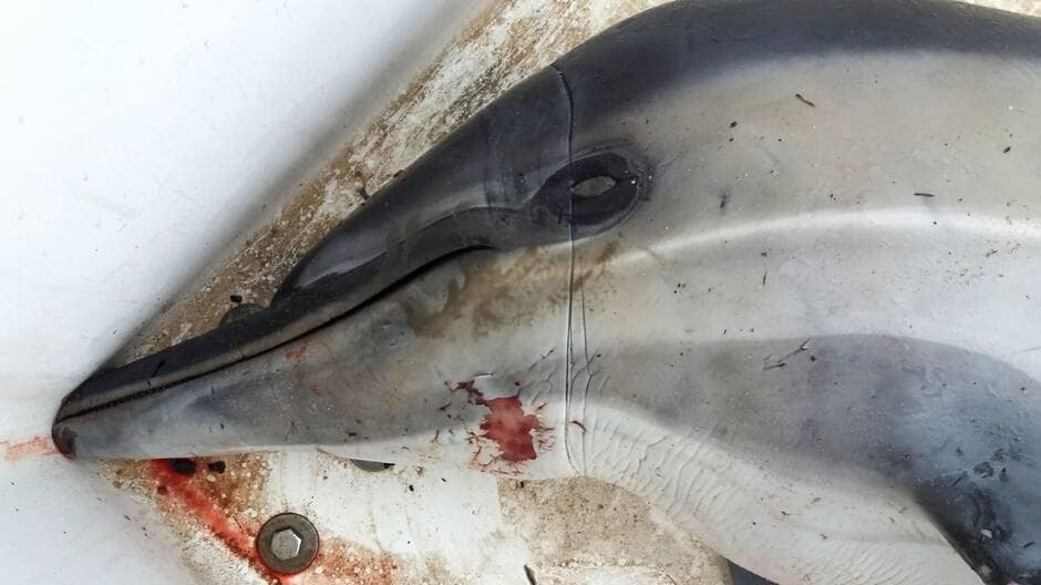 Bretagne ~ Morbihan. Un dauphin piégé dans un filet échoué à Larmor-Plage