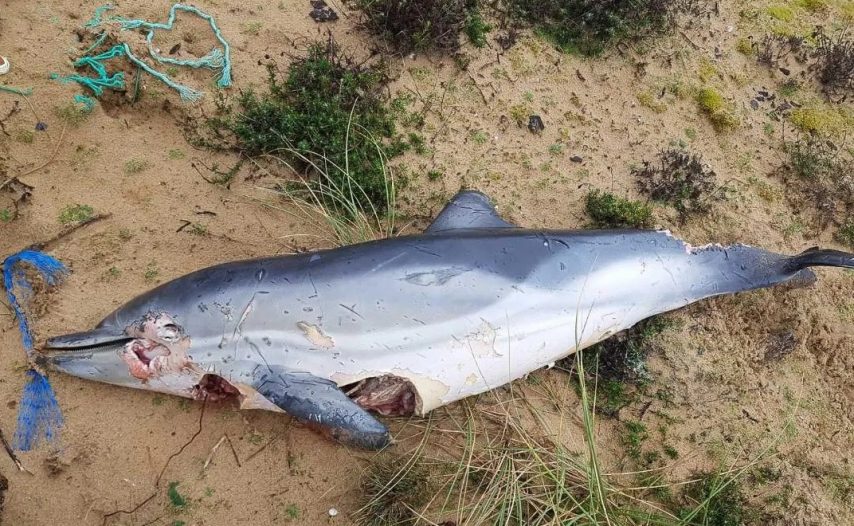 Jard-sur-Mer ~ Un cadavre de dauphin mutilé découvert par Sea Shepherd sur une plage