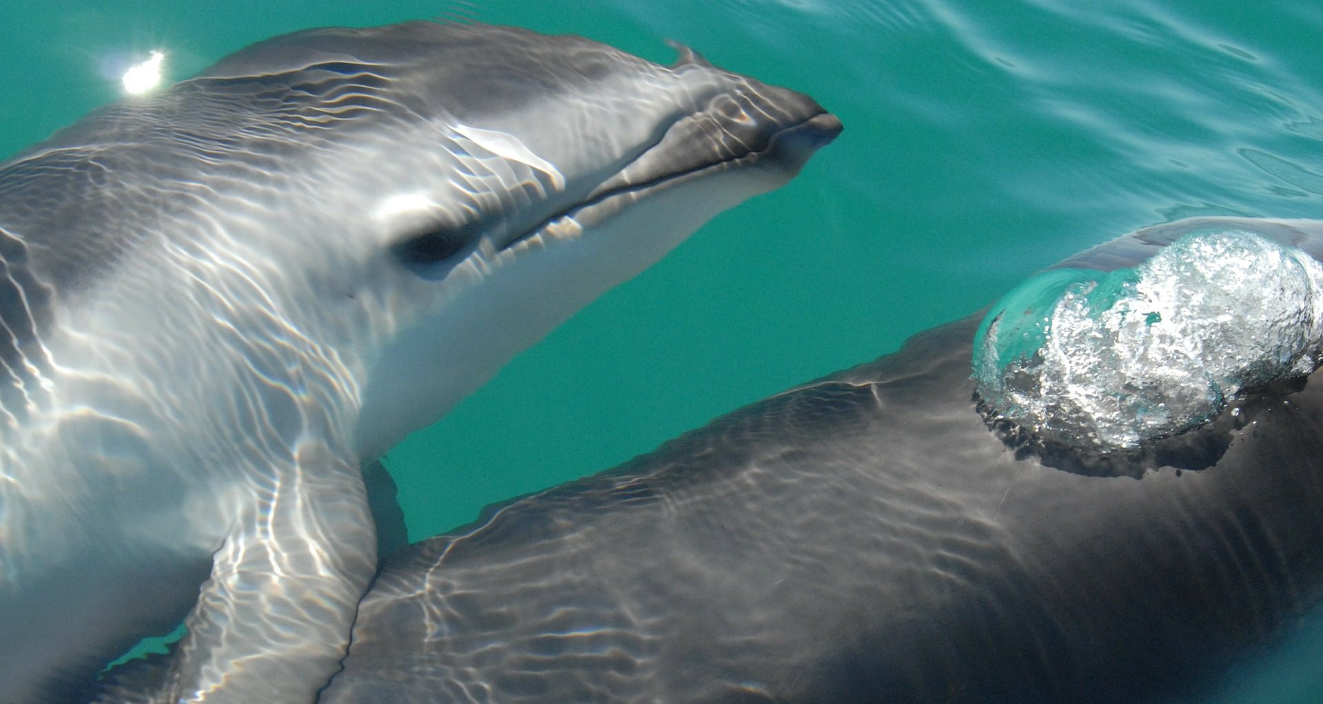 Ces cinq animaux qui peuvent sentir des choses que les humains ne peuvent pas