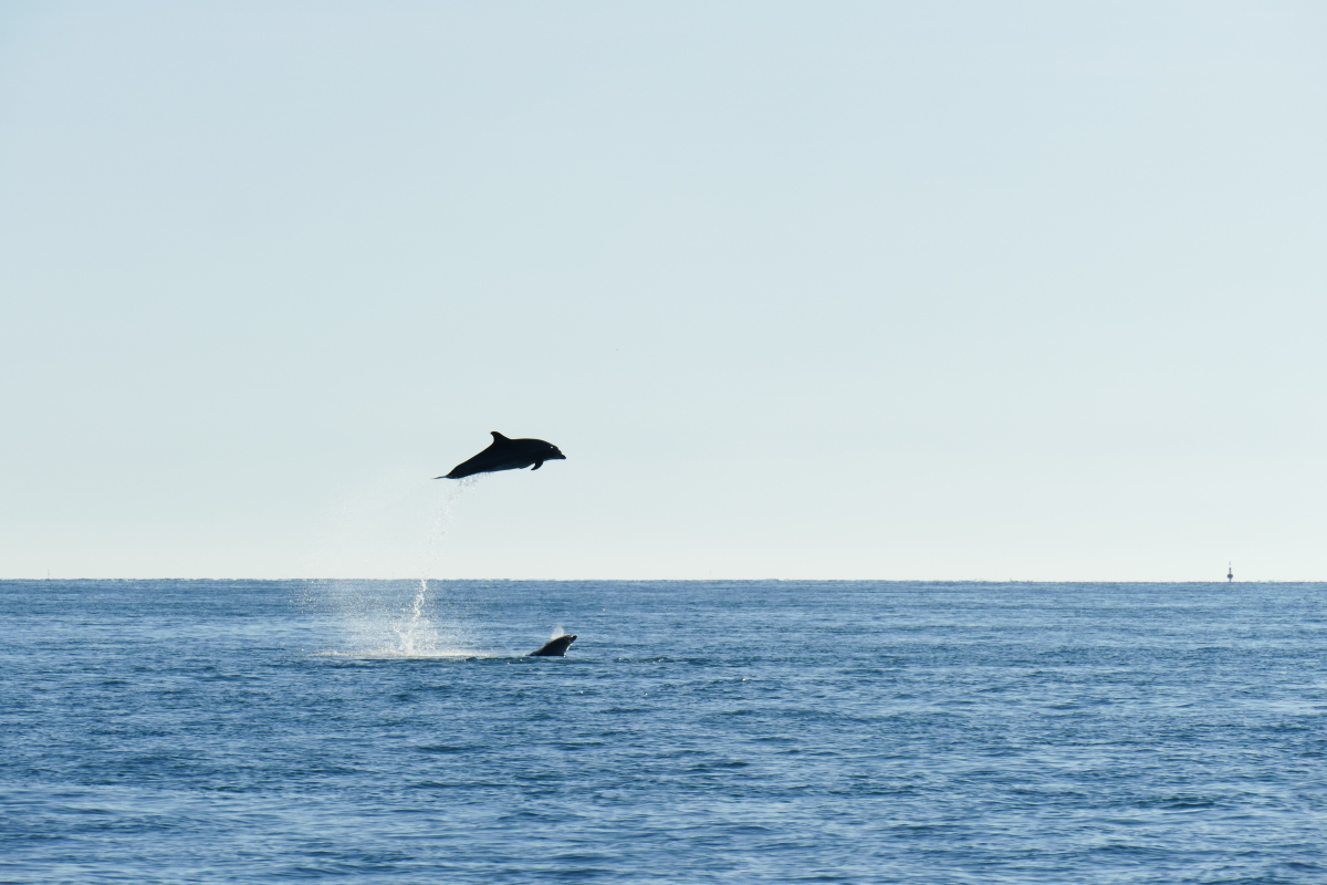 Manche ~ A la rencontre des grands dauphins : « Nous n’avions jamais assisté à une telle démonstration »