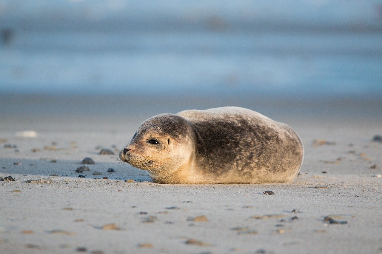 Île de Ré : un deuxième phoque blessé découvert sur une plage