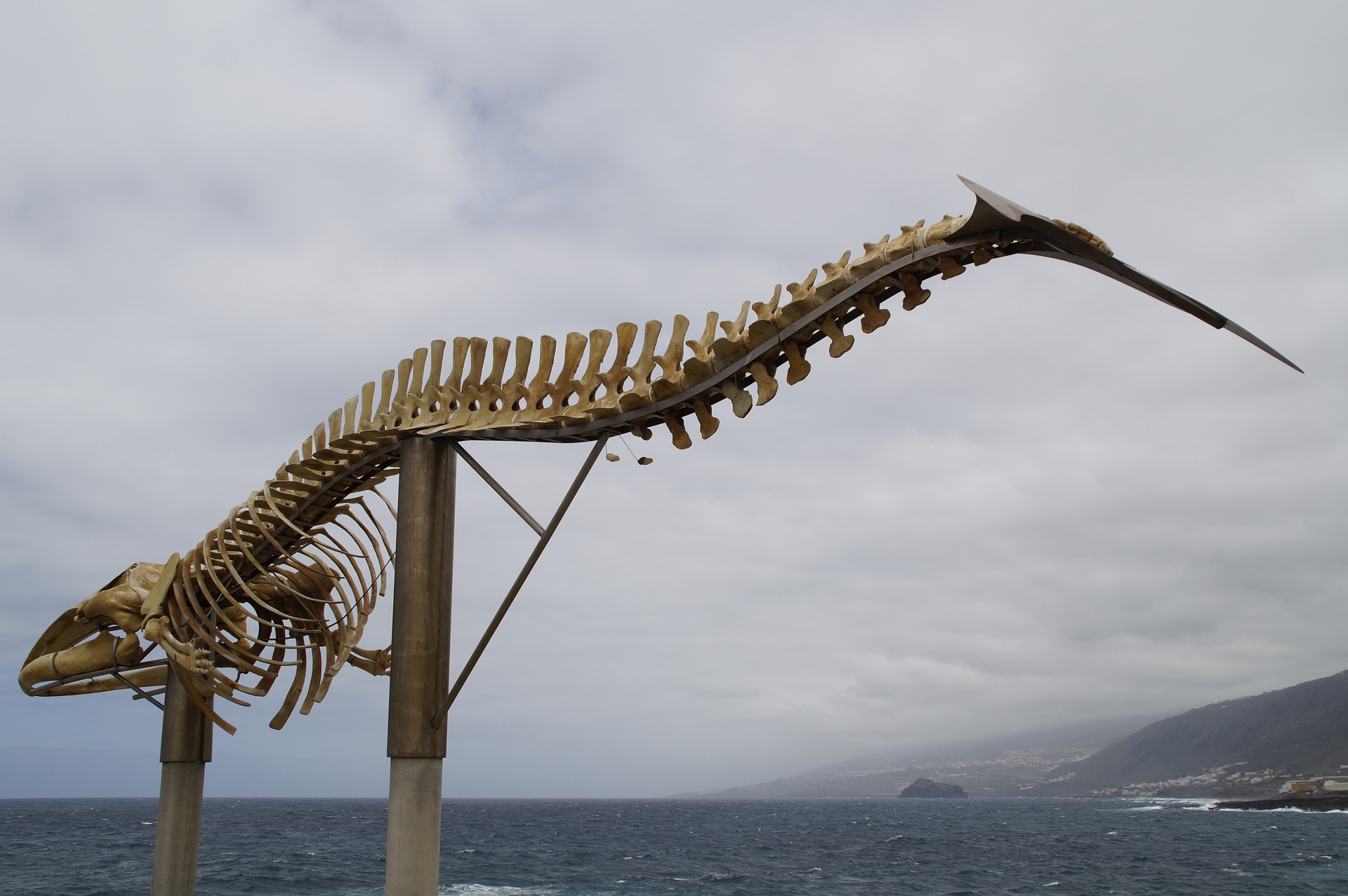 Découverte d’une nouvelle espèce de baleine vieille de 35 millions d’années