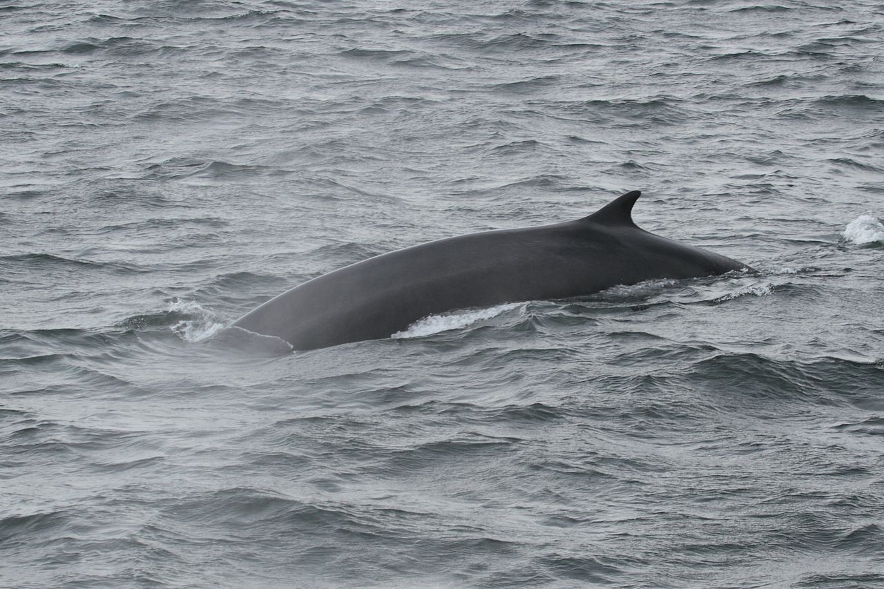 L’Is­lande n’a chassé aucune baleine en 2019