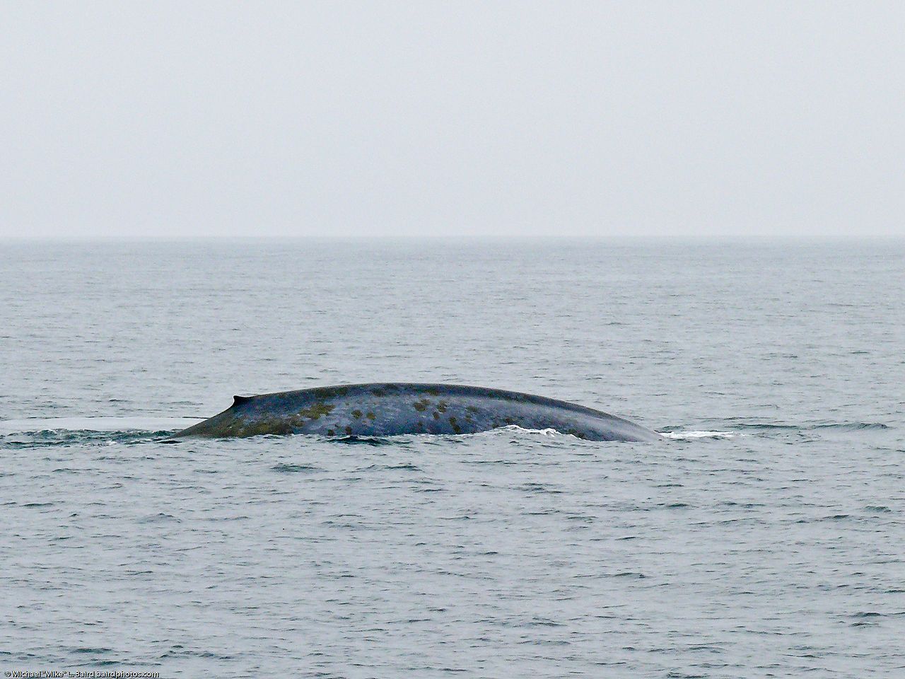 Rare : des scientifiques ont filmé le repas d’une baleine bleue