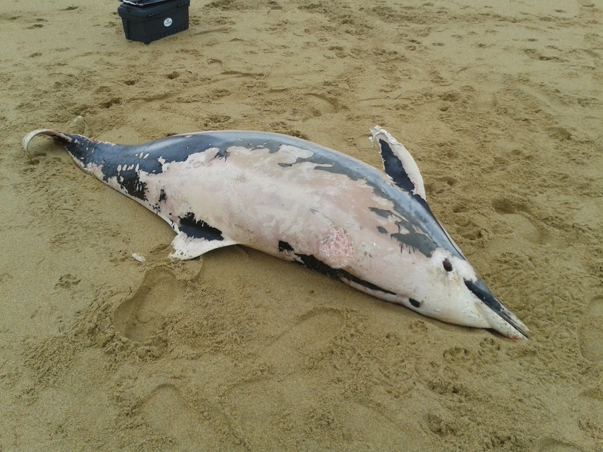 Le Relecq-Kerhuon. Un dauphin d’une centaine de kilos retrouvé mort