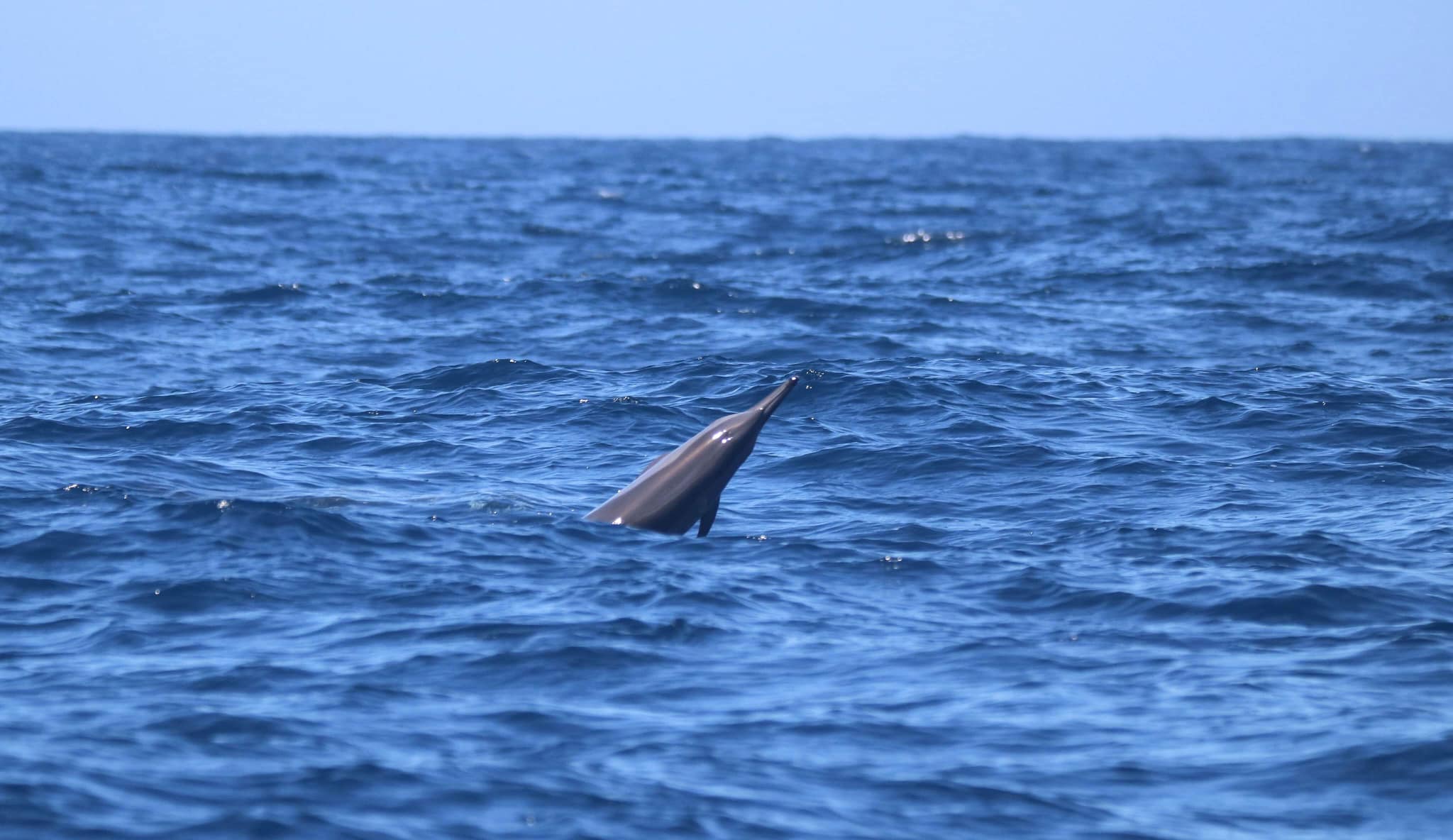 Île de la Réunion ~ Des dizaines de dauphins photographiés au large de Saint-Gilles
