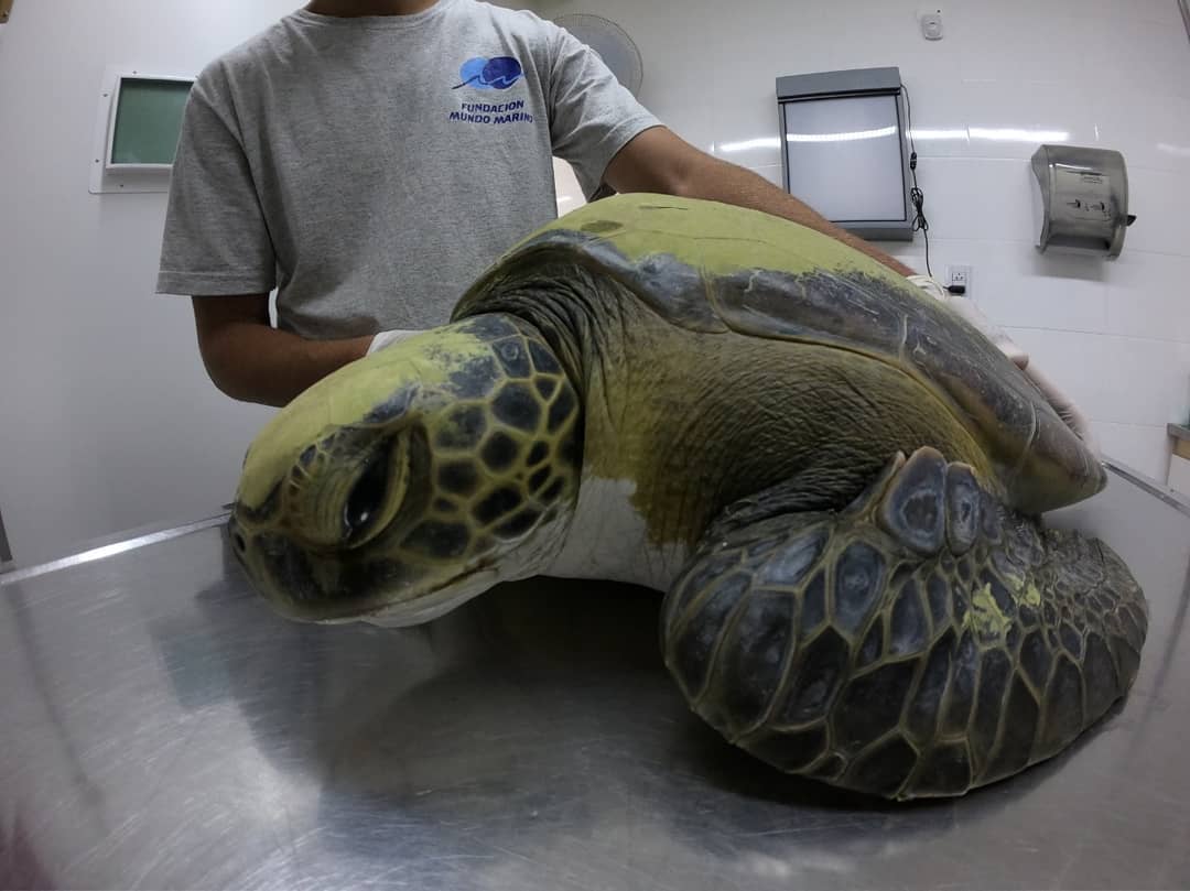 Pendant un mois, cette tortue malade, recueillie par une fondation, a déféqué des dizaines de déchets plastiques