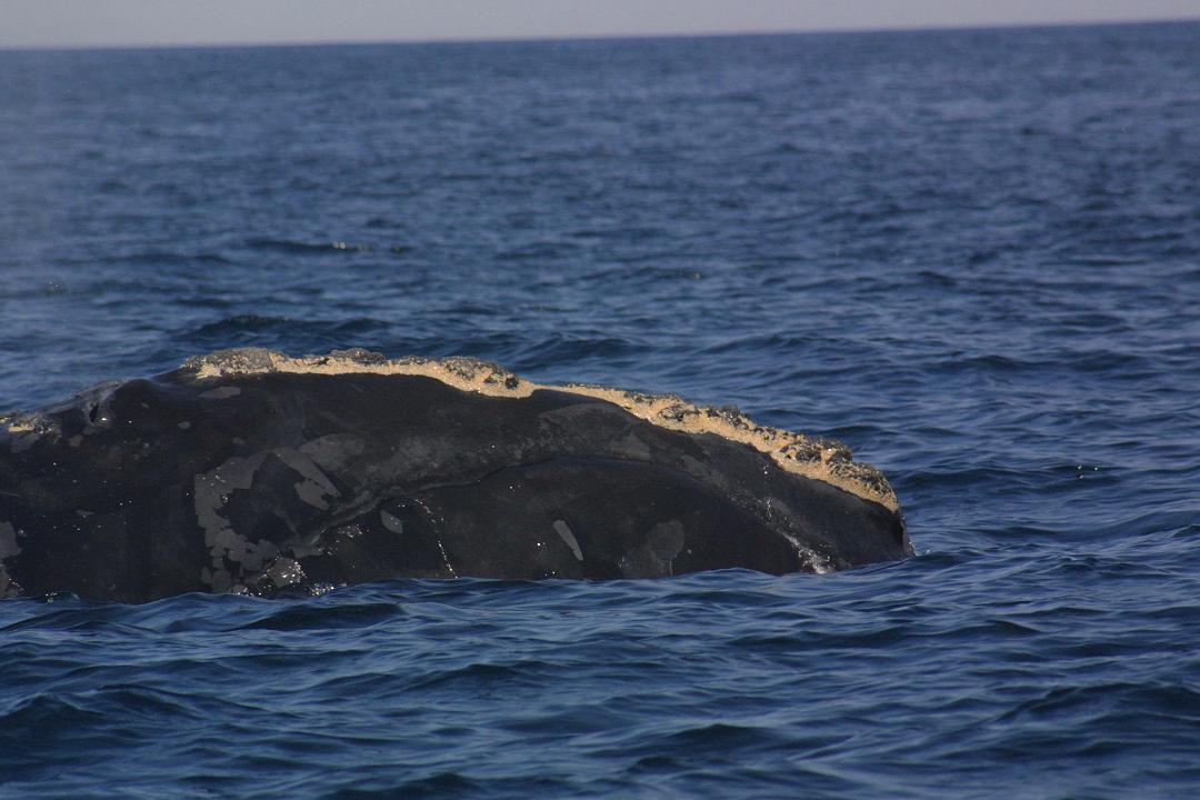 Canada ~ Le marquage des engins de pêche dorénavant obligatoire