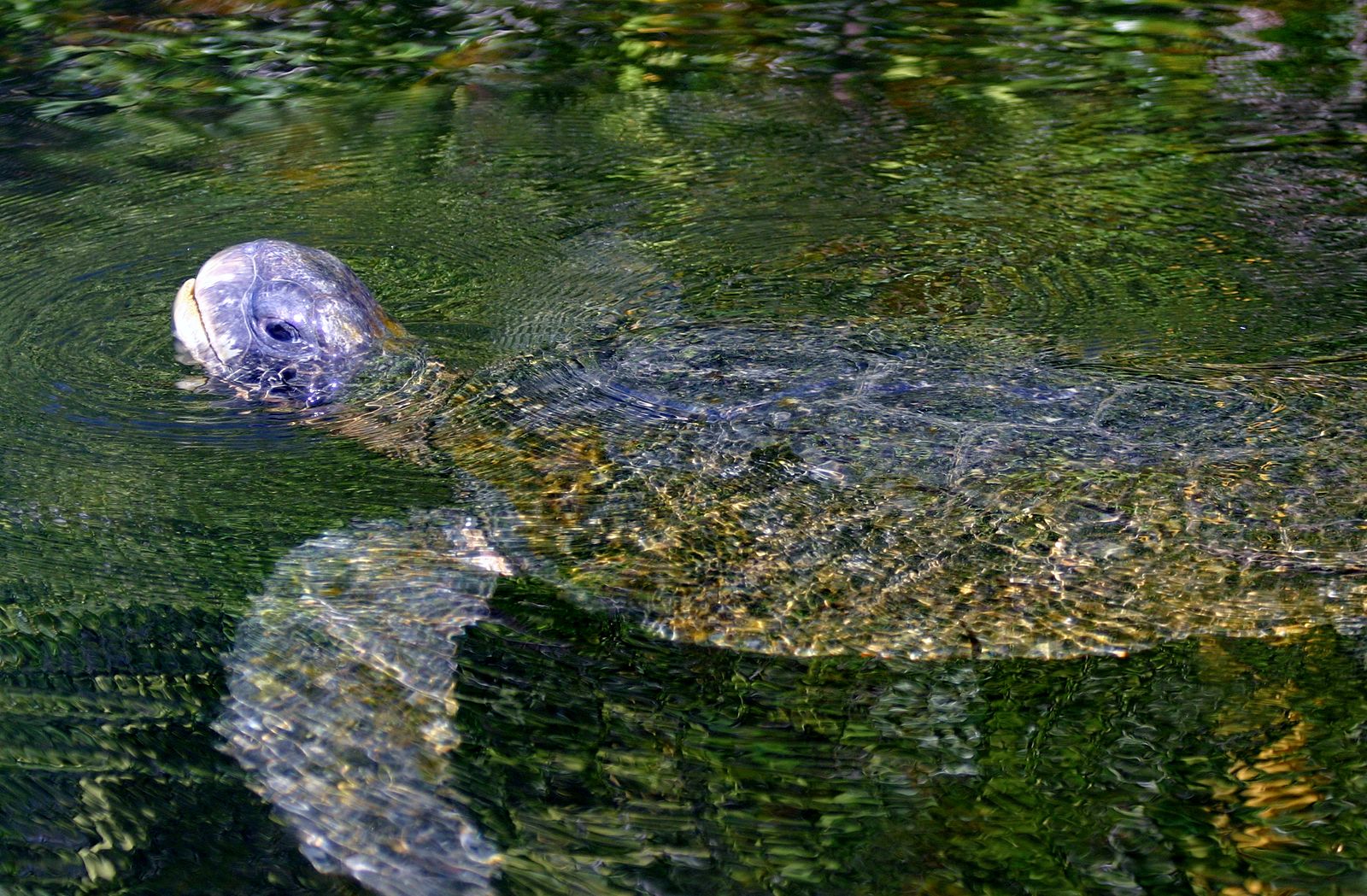 Mexique ~ 292 tortues meurent victimes d’une « marée rouge »
