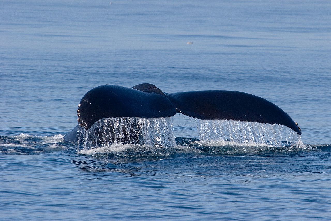 Quelle est la vulnérabilité des mammifères marins face au changement climatique ?