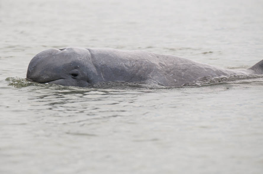 En Birmanie, la pêche électrique menace les dauphins du fleuve Irrawaddy
