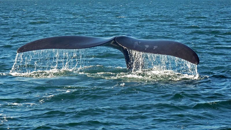 Canada ~ Naissance d’un quatrième baleineau noir… mais déjà blessé